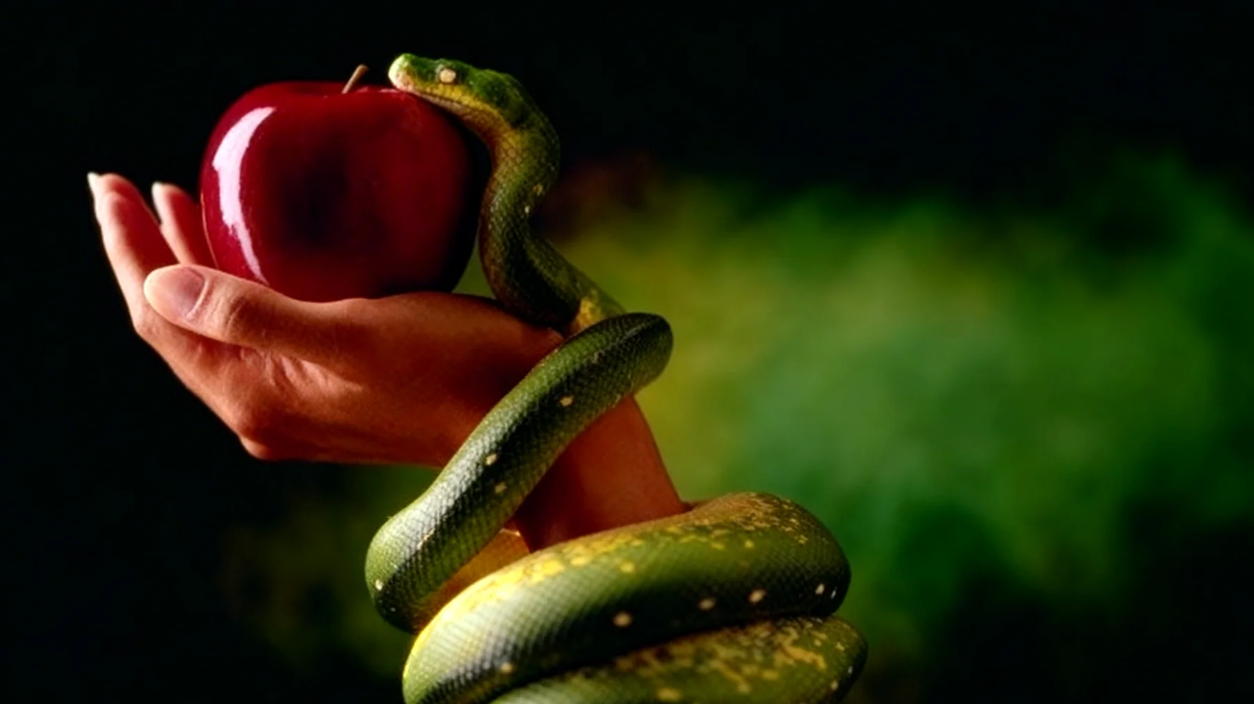 Forbidden Fruit2026-02-15T16:53:00.445Z"